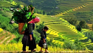 TOUR SAPA MÙA LÚA CHÍN