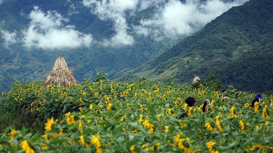 SAPA - HÀM RỒNG - 2 NGÀY